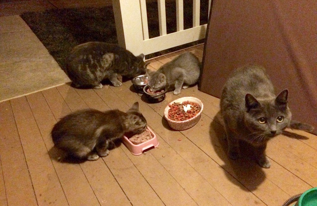 chrispco's tweet image. @KV1NN4 @Sererena Playin' so hard, I installed the home version - both inside and outdoors sets. #imayhaveissues