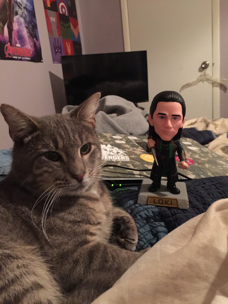 DisgruntledLoki's tweet image. My servants named this cat, "Thor", just to enrage me, I know. If he weren't as large as a bilgesnipe, I'd kill him!