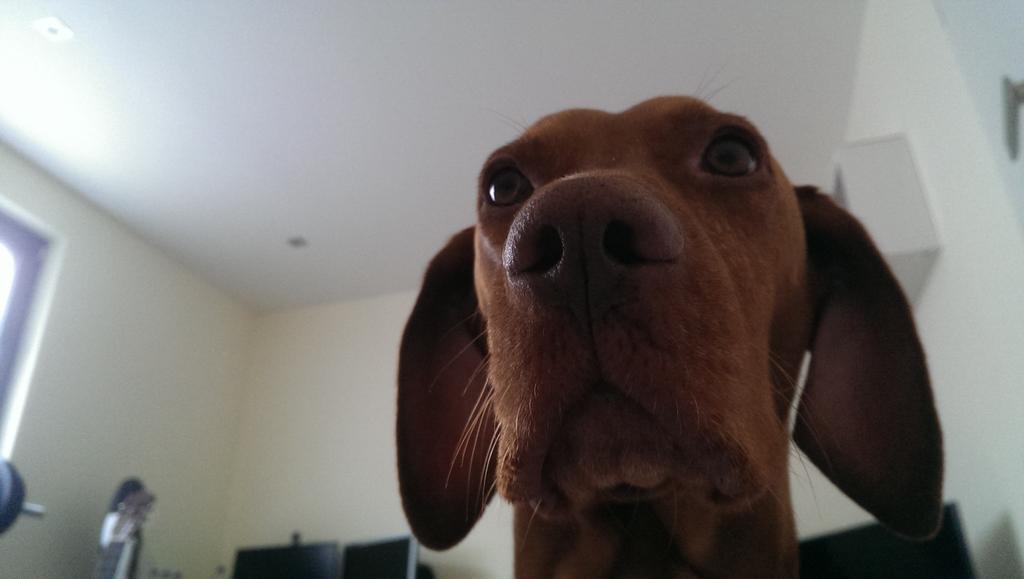 Imb0rZ's tweet photo. Wenn dein Hund schockiert ist das du um die Zeit noch im Bett liegst 🐶😂 https://t.co/k5rgleR0ha