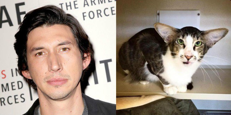 popculturechris's tweet photo. This cat looks weirdly like Star Wars #TheForceAwakens' Adam Driver! #DriverCat https://t.co/xojKGHHxFt via @MetroUK https://t.co/UgZPQ5HLfX