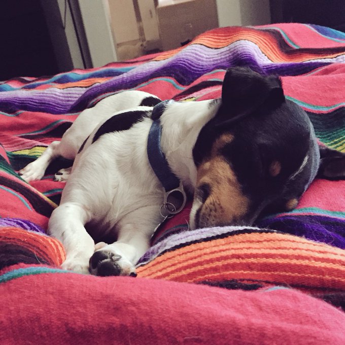 My little frijolito sleeps like a baby? #ToKi #JackRussell #MyBaby https://t.co/DJbR4Jd0o2