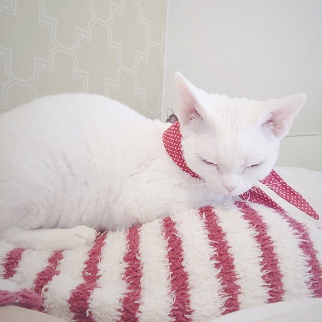 sunstagramcom's tweet photo. [UPDATE] 소금이는 늘 내 위에 자리를 잡는다.... 서열을 그렇게 알고 있는건 아닐꺼��... 그럴꺼야.....;;; #소금 #커플룩 #sunstagram https://t.co/0YcuOHlrAo https://t.co/6NZWu83igp