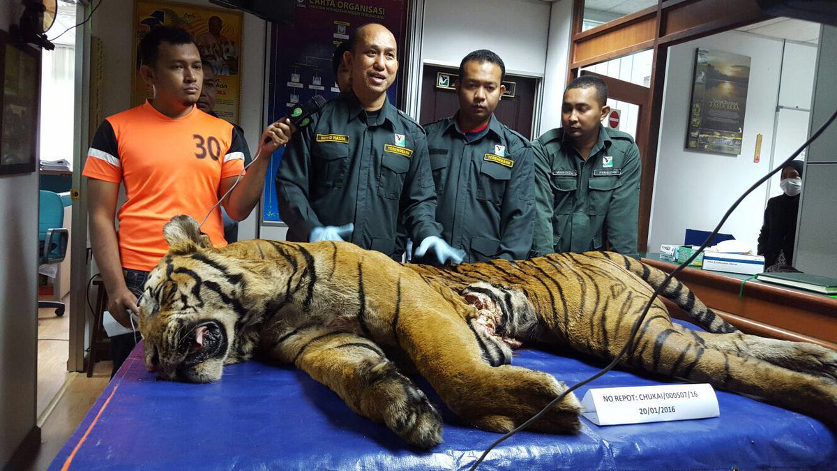 BERNAMA trên Twitter: &quot;Pegawai dan kakitangan Perhilitan Terengganu menunjukkan bangkai harimau dalam kes jenayah hidupan liar https://t.co/yc0BN1DEMa&quot;