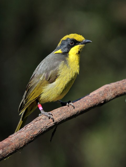 8th state bird emblem in our series for #AusDay is the #HelmetedHoneyeater for #VIC on.fb.me/1noDeSR