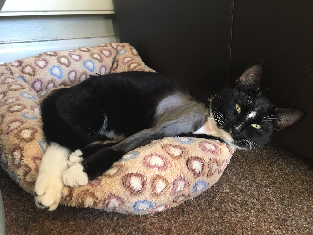 ValleyVets's tweet photo. Meet Nige! He came in as a stray &amp; after having an op to fix his broken leg will soon be looking for a new home. 🐱 https://t.co/orXRieR1yh