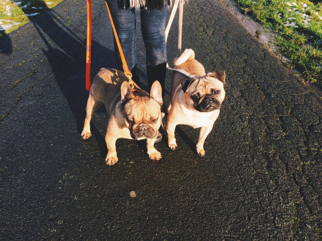 CaroGeeraerts's tweet image. 2 little cutiepies in @HoundCollection ❤️❤️ #houndcollection #pug #frenchie
