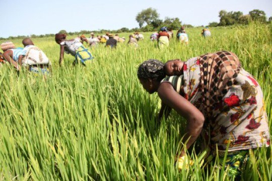 UNDP's tweet photo. In #Benin, we #empowerwomen by working w/ them to boost their income from agriculture: https://t.co/BH6DnK0rRk #wef https://t.co/dFiJhCkb7U