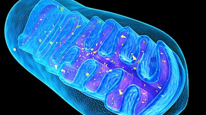 might_mite's tweet photo. #tbt #organellebattleroyale https://t.co/64OCvhVPcB