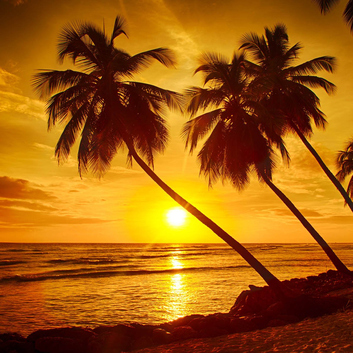 Margaritaville tweet media