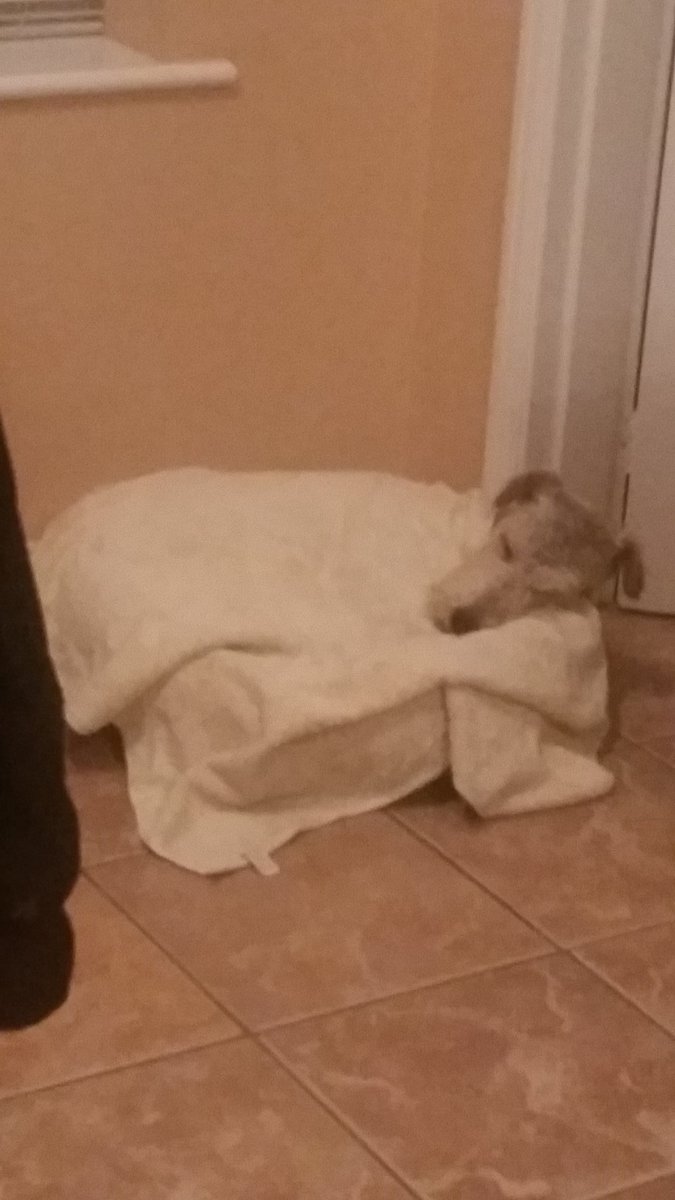 RubiaPeroLista's tweet photo. 😪🐶💘 https://t.co/RQB6x1OtPQ