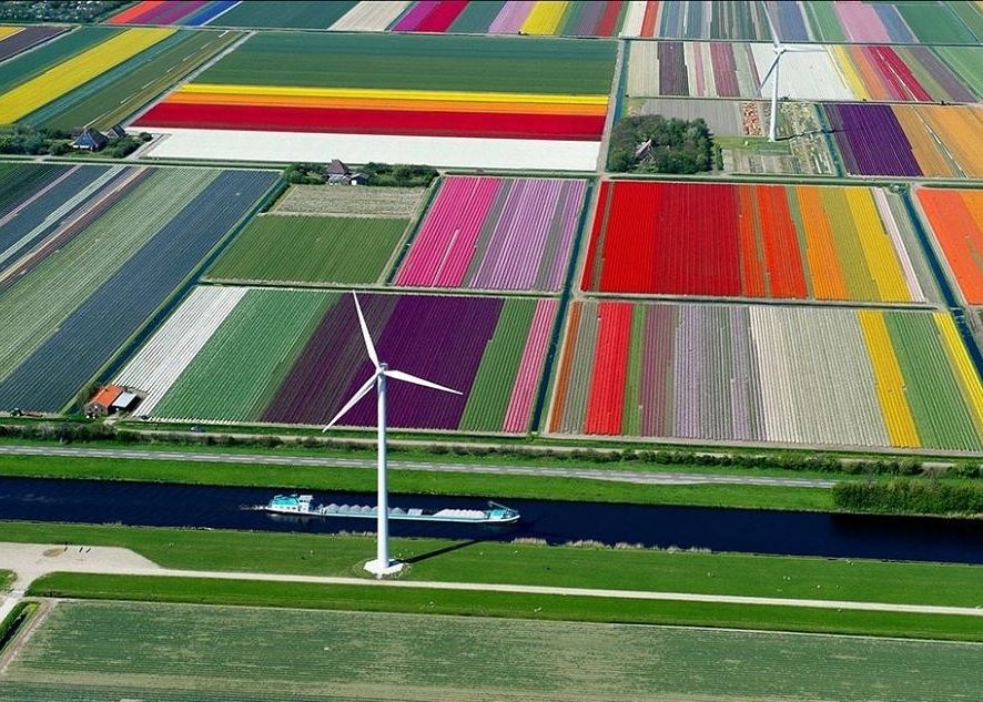 Tulip Fields , Netherlands