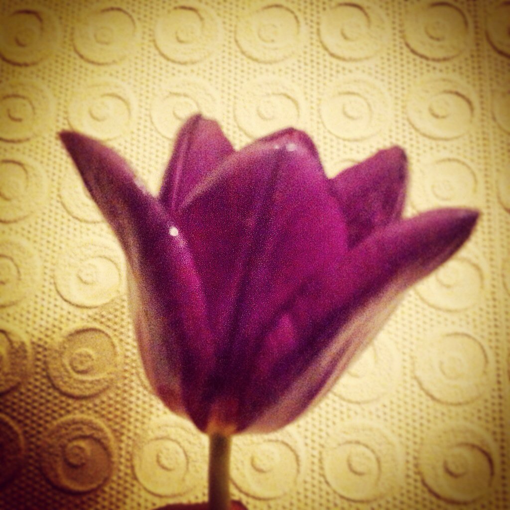 RagamuffinCraft's tweet photo. I'm working on a new range of vegan friendly accessories! I've started experimenting with flower preservation today! https://t.co/BlzuUXidxJ