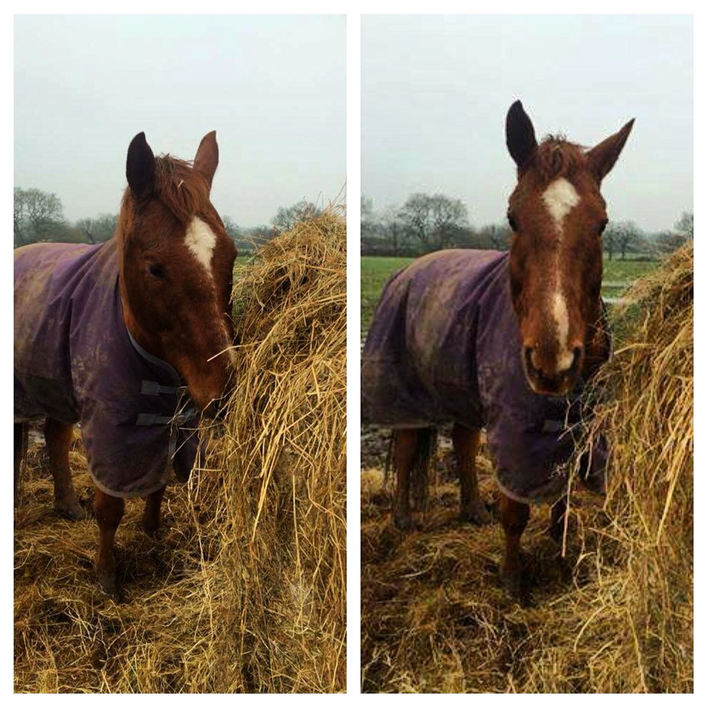 ahhrtrust's tweet photo. Check out our #Instagram; animalhealingtrust_     🐴❤️ #thanks for the #support https://t.co/DXxXVWx8Ej