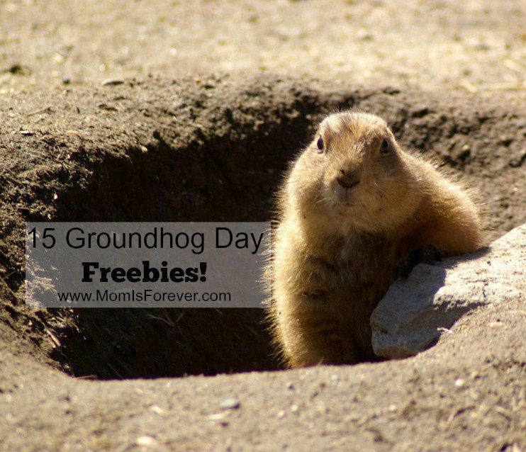 ShoneTruelove's tweet image. In case you missed it, here are 15 Groundhog Day freebies.  
buff.ly/1noliaQ #GroundhogDay #FebruaryLessons