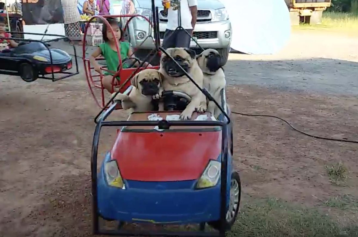 InstitutoPerro's tweet photo. Pugs en carrusel porque ya es jueves https://t.co/kUCrukcq7B https://t.co/xh8ZHoQSr6