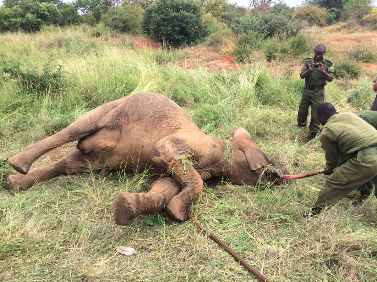 SheldrickTrust's tweet photo. Another #elephant killed on  Nairobi-Mombasa highway. Its not just poaching, habitat destruction kills too https://t.co/jdSBeVXqSt