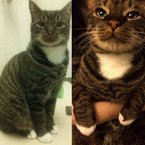 <a href="/kat_vermist/">Kat Vermist</a> RT AUB, mijn kat is sinds 18/1 avond vermist, omgeving grasgroen zoetermeer (2718GZ) &amp; is een binnenkat