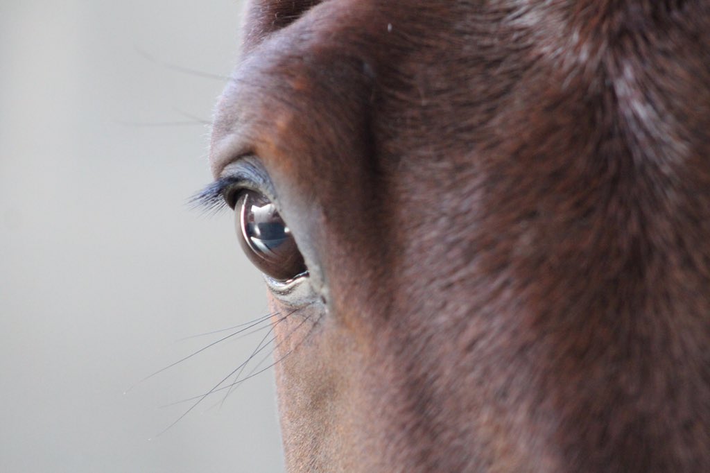 BrandEquine's tweet photo. 7 runners @gowranpark today including #MalaBeach #UcelloConti 

Read more https://t.co/XBIiqIGwU2

#ComeRacing https://t.co/yTDbZW2i11