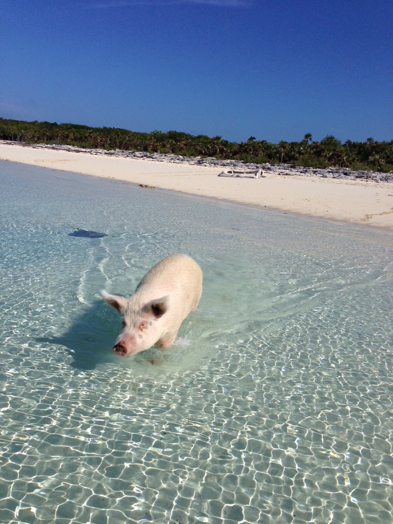 KatyaChupacups's tweet photo. #Bahamas необычный пейзаж, правда? https://t.co/6l4oPAEZpc