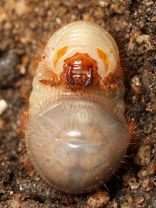 川邊透 カブトムシの幼虫とハナムグリの幼虫を並べてみたら ツッコミとボケのベテラン漫才コンビみたいになった ような気がする T Co 0goa8xmo6g 川邊透 カブトムシの幼虫とハナムグリの幼虫を並べてみたら ツッコミとボケのベテラン漫才コンビみたいになった ような気がする T Co 0goa8xmo6g
