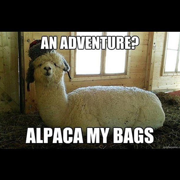 Animal_Hearted's tweet photo. Alpaca my bags https://t.co/XL92OKNYO9