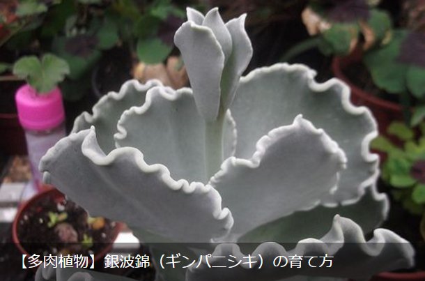 LOVEGREEN_media's tweet photo. 【多肉植物】銀波錦(ギンパニシキ)の育て方
⇒https://t.co/BsqqVVKDDo
#Cotyledon #succulent #undulata #ギンパニシキ #コチレドン #多肉植物 #植物 #育て方 #銀波錦 https://t.co/wCzoleIcgw