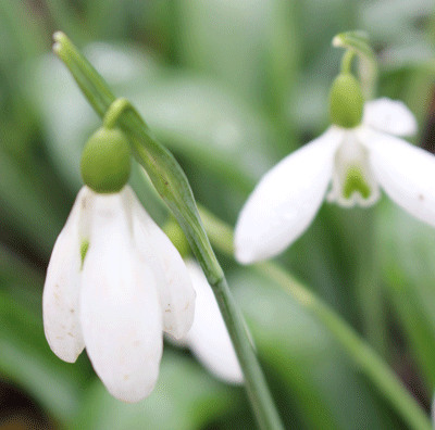 CotsWildTweets's tweet photo. We're a @The_RHS #PartnerGarden in 2016 https://t.co/RUPfLbSCwp
