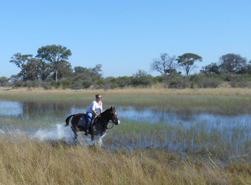 Rawbotswana's tweet photo. Experience of a lifetime #ridingsafaris #walkingsafaris #botswana #bucketlist https://t.co/AhXTnZUG4g
