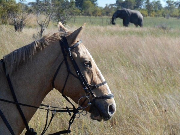 Rawbotswana's tweet photo. Experience of a lifetime #ridingsafaris #walkingsafaris #botswana #bucketlist https://t.co/AhXTnZUG4g