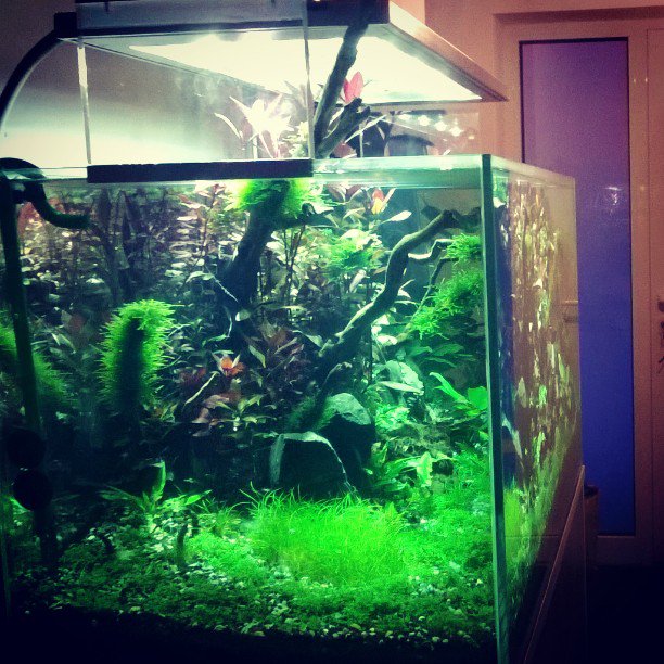 Foto de @lupyled en Instagram - LUPYLED sunrays. #acuariofilia #aquascaping #instafish