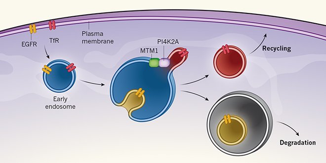 NatureNV's tweet photo. In print: A lipid code directs membrane proteins for recycling or degradation (£) https://t.co/Cp2DH80qZY https://t.co/W0EOBeKKcr