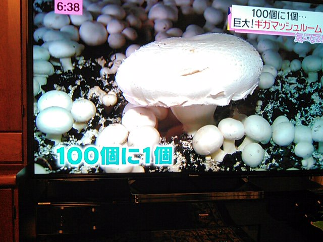 MY_PETULA's tweet photo. 今日の夕方のニュースでも紹介されました☆ 原宿の「MUSHROOM TOKYO」で人気のギガマッシュ、PETULAでは1個から購入OK！お店へ行く前にまずはお家で試してみませんか？ https://t.co/G1WrpFlg4I https://t.co/rgg2VjHTEK