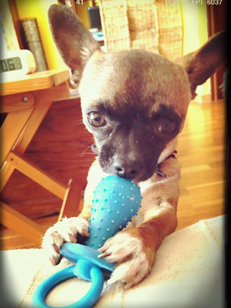 andreayrafa2004's tweet photo. Toby intentando sacar su premio del chupete...❤️🐾 https://t.co/gR5FsEnl8D