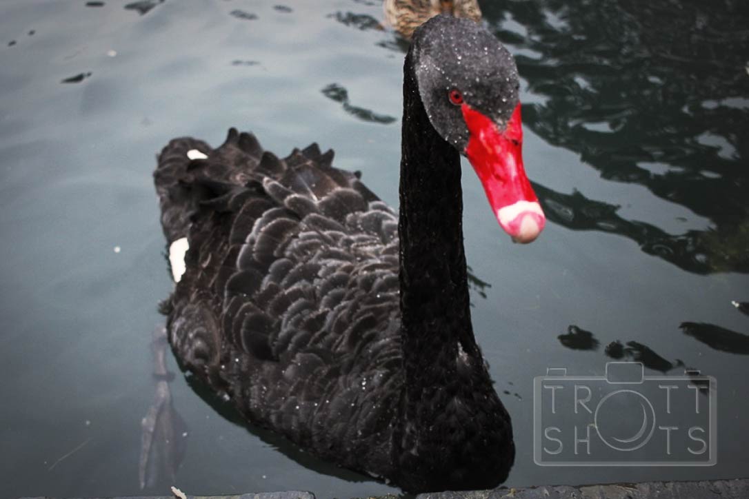 What a beautiful #blackswan ! Captured at the #ChâteaudeVizille last week 📷#cygnenoir #photography #photographer