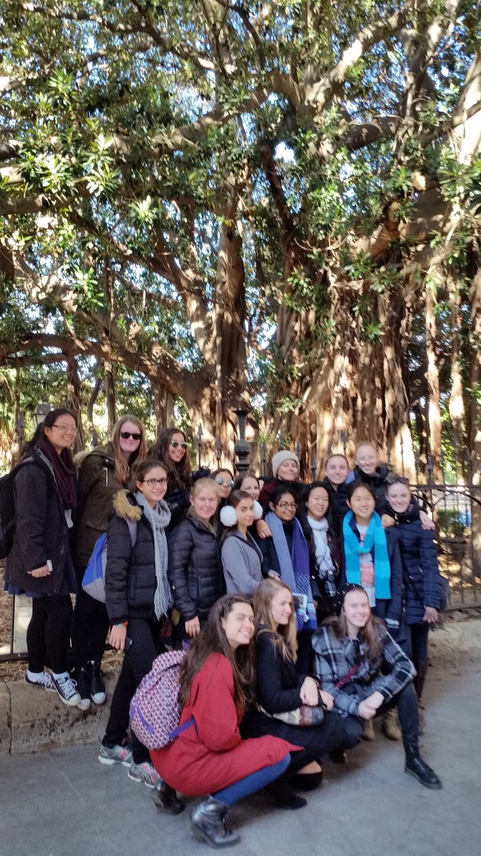 HartneyChris's tweet photo. Aussie girls and giant Morton Bay fig tree in Palermo #MGGSSPQR https://t.co/7KNm3HqEbV