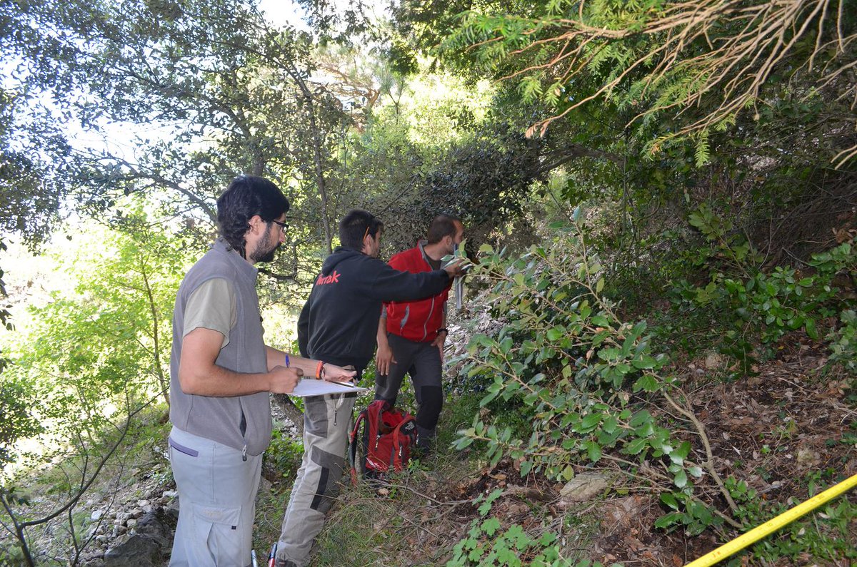 Copate_TE's tweet photo. Millores a la #teixeda de #Rasquera , projecte europeu Life Taxus. Notícia a la nostra web: https://t.co/2nxc6Ww7Tb https://t.co/fdTkY9CkZD