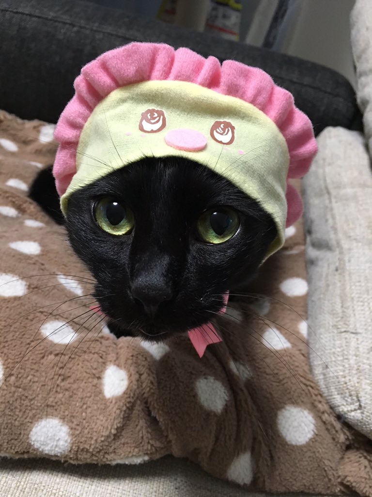 ChiiRock's tweet photo. 「ベビーふなっしーを被ったチィくんなっしー」
「#かぶりものなっしー！！！」 https://t.co/fgy0NAQYfu