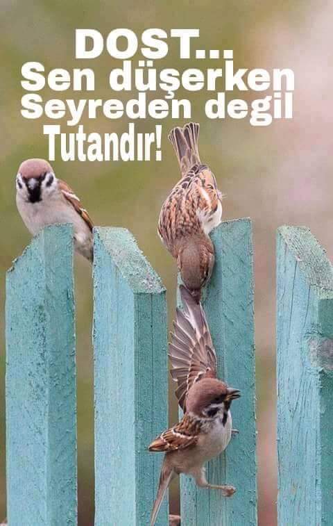 yavuzhan001's tweet photo. Dost nedir diye sorarsan 
"Dost sen düşerken seyreden değil seni tutandır"

@olurmu1 @enverintwiti1 @remzihanoglu https://t.co/dTkIhXcI8f