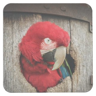 andykart31's tweet photo. Selection of #coasters available on my #zazzle store
https://t.co/C1bczQ9Jy5
#kart #rotax #macaw https://t.co/aFXe1QRVUh