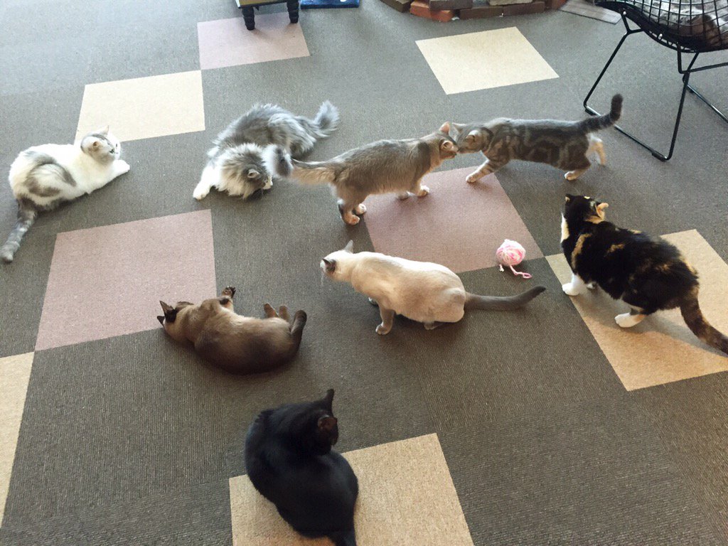ねこカフェ 猫酒場 らて Nekocafe Latte1 Twitter ねこカフェ 猫酒場 らて Nekocafe Latte1 Twitter