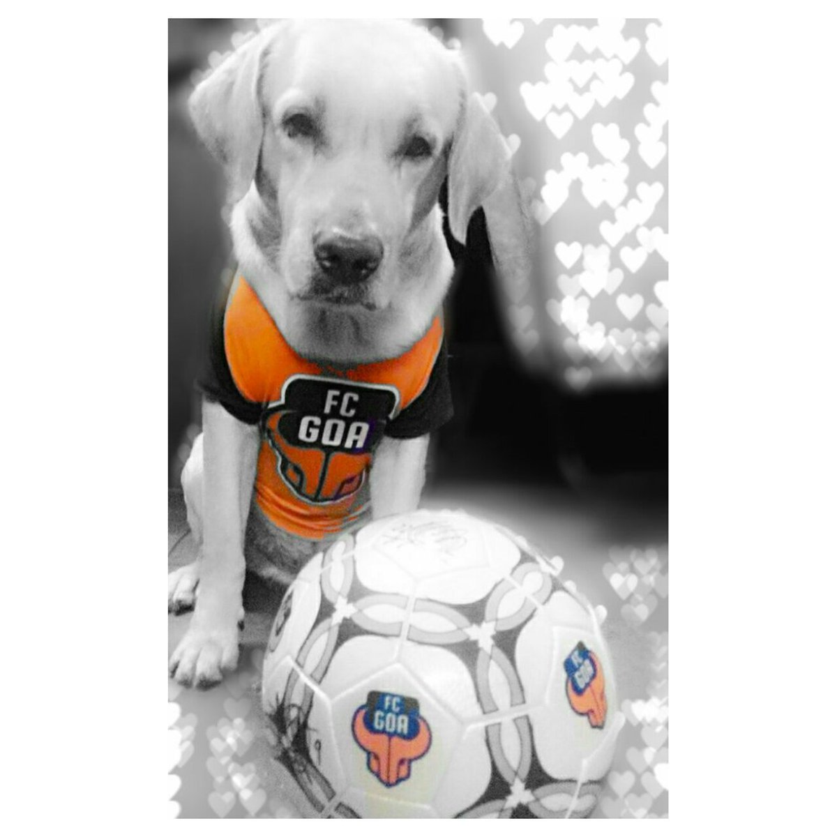 rey0206's tweet photo. @Shiva_dev7 @melmelmax @FCGoaOfficial #FcGoa #SignedMerchandise #FcGoaPet https://t.co/0yQEeV1inh