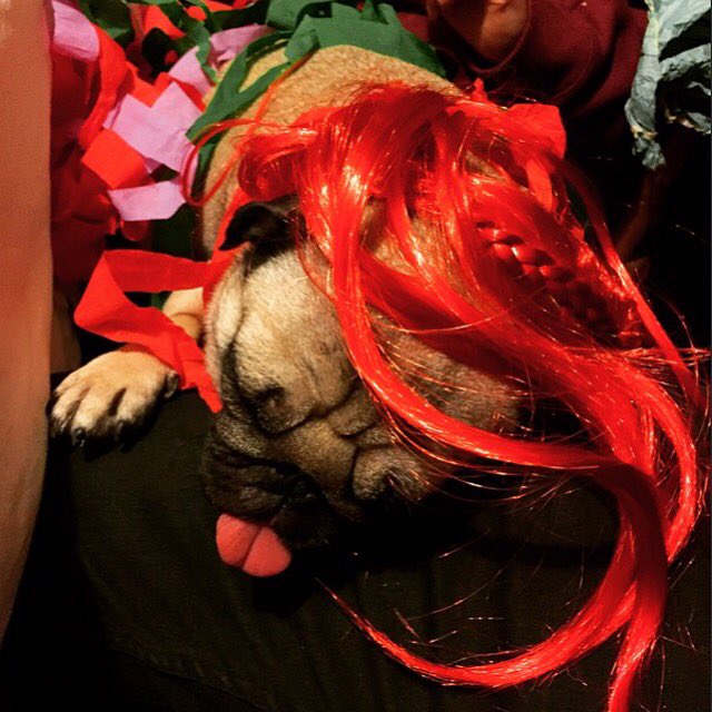 Roo the Pug tweet media