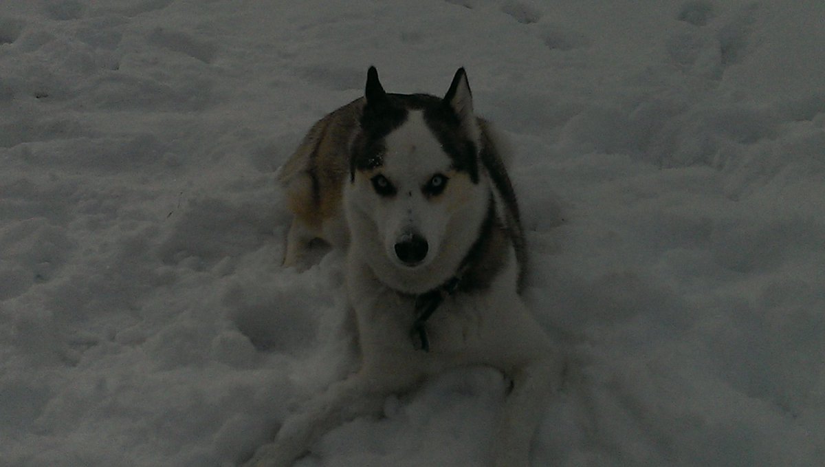 shyjaron84's tweet photo. Snow day⛄ https://t.co/MSQ9dajLWF