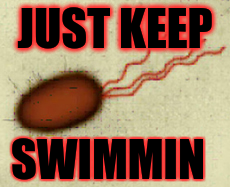 IIsYourFather's tweet photo. Hey fellow organelles! I am the flagella and I help the cells move! #happysailing
~sydney https://t.co/RS2luRhZn9