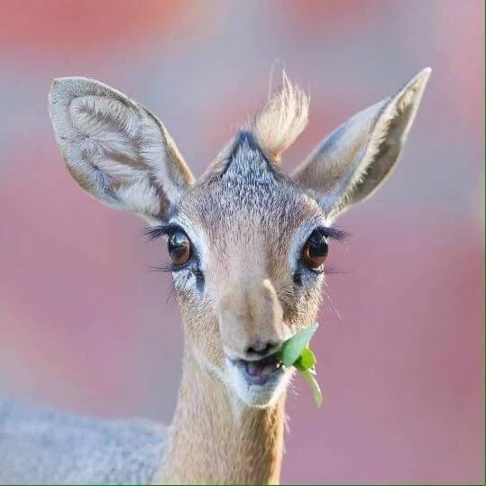 omania005's tweet photo. مساااااء الجمااال https://t.co/BuCJh4cxXH