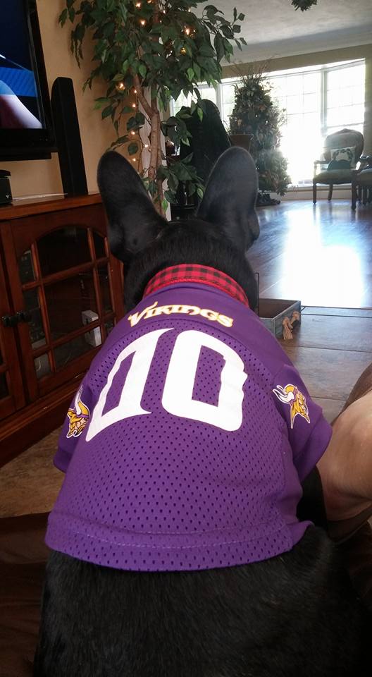 Frenchie_Carter's tweet photo. I've officially outgrown my puppy jersey. This season I'll be wearing #80! C'mon MAN!! #Vikings #Skol #80Proud https://t.co/qZ42kW3DOj