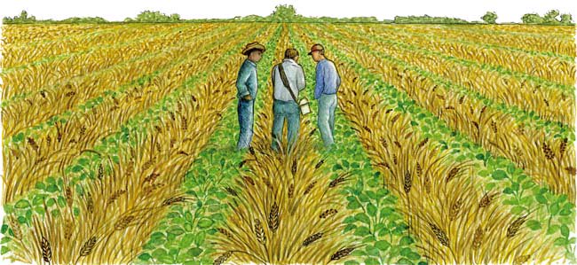 Legumes-before-wheat enriches soil, breaks pest-disease cycles,suppresses weeds ow.ly/XmQXK #saveandgrow