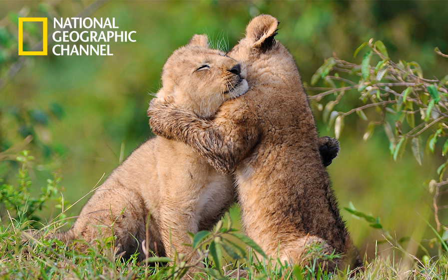 BonitoRico's tweet image. Free hugs! #yapos &quot;@NatGeoChannel: Happy #NationalHugDay from @NatGeoChannel! https://t.co/tKMgwybHtE&quot;