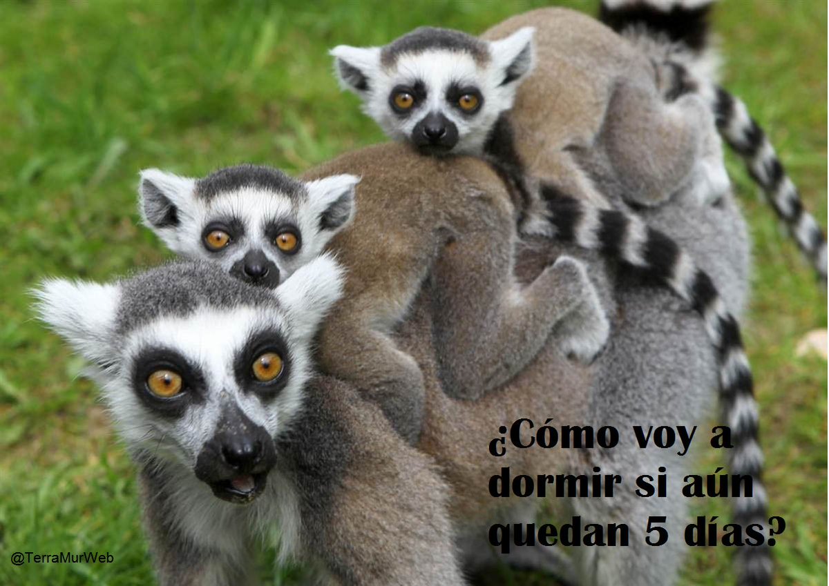 Terramurweb's tweet photo. El 26 de enero hacemos la presentación oficial de nuestra revista
#animalicos #TerraNatura #MurciaNatura https://t.co/Ih5mn5repL