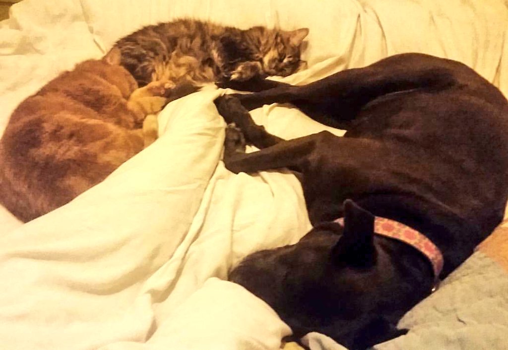 DiveBarMusic's tweet image. If you ever feel #smothered, consider that my legs are in this photo. #codependentsanonymous #theywillnotbemoved